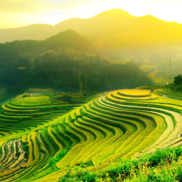 Aerial view of terraced rice fields in a mountainous landscape at sunrise, captured by Coldea Productions