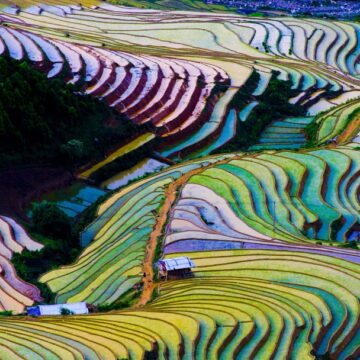 Aerial view of vibrant, multi-colored terraced rice fields showcasing intricate agricultural patterns, captured by Coldea Productions' aerial drone photography services.