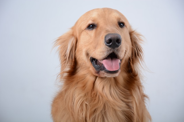 Close-up portrait of a smiling Golden Retriever symbolizing the emotional impact and authenticity that professional photography can create, captured by Coldea Productions.