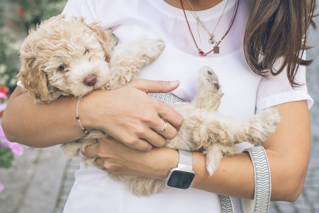 A woman carrying a brown puppy outdoors, capturing a tender moment of pet care and bonding. Ideal for lifestyle photography and pet-related services.